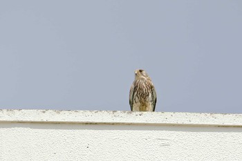 Common Kestrel 戸塚 Sun, 5/28/2017