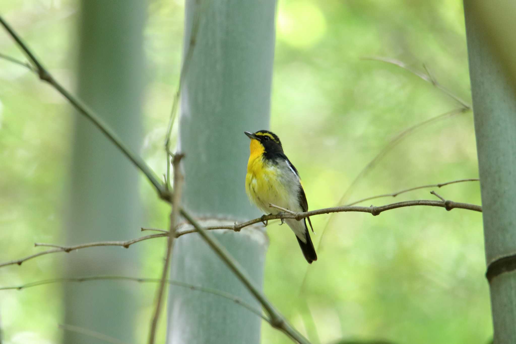 Photo of Narcissus Flycatcher at 瀬上市民の森 by shin