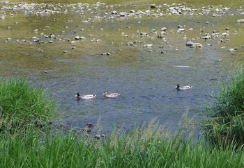 マガモ 京都府　鴨川 2017年5月28日(日)