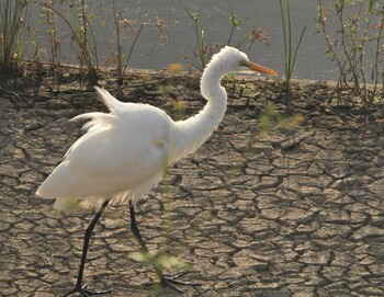 Great Egret(modesta)  境川遊水地公園 Sun, 10/3/2021