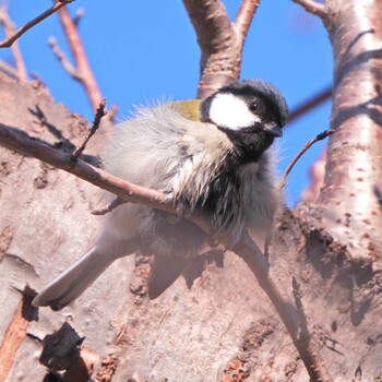 2021年12月4日(土) 下永谷市民の森の野鳥観察記録