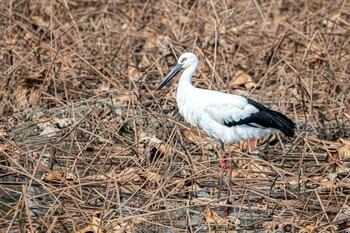 コウノトリ 新池 2021年11月16日(火)