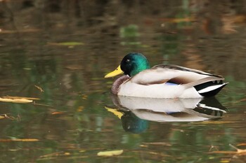 マガモ 堺市内 2021年12月5日(日)