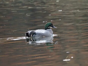 2021年12月7日(火) 水元公園の野鳥観察記録