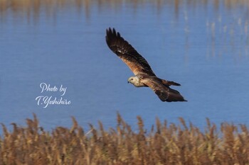 2021年12月5日(日) 大阪市住之江区の野鳥観察記録