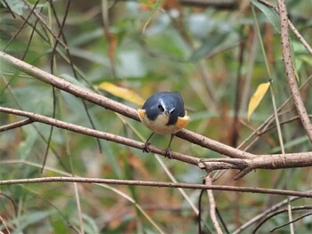 ルリビタキ 水元公園 2021年12月7日(火)