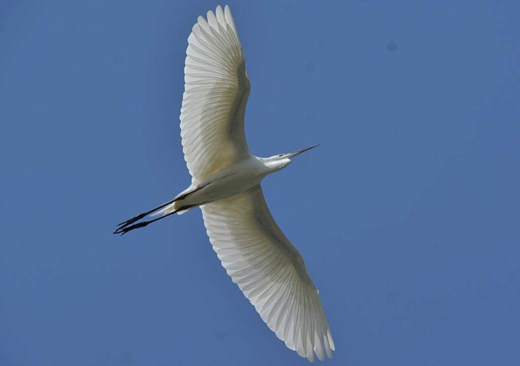 Photo of Great Egret at 埼玉県 by くまのみ