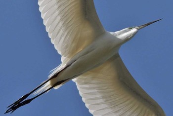 Great Egret 埼玉県 Sun, 5/28/2017