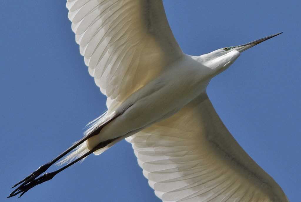 Photo of Great Egret at 埼玉県 by くまのみ