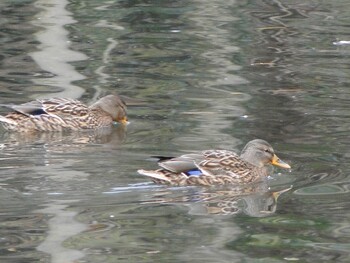 マガモ 座間谷戸山公園 2021年12月5日(日)