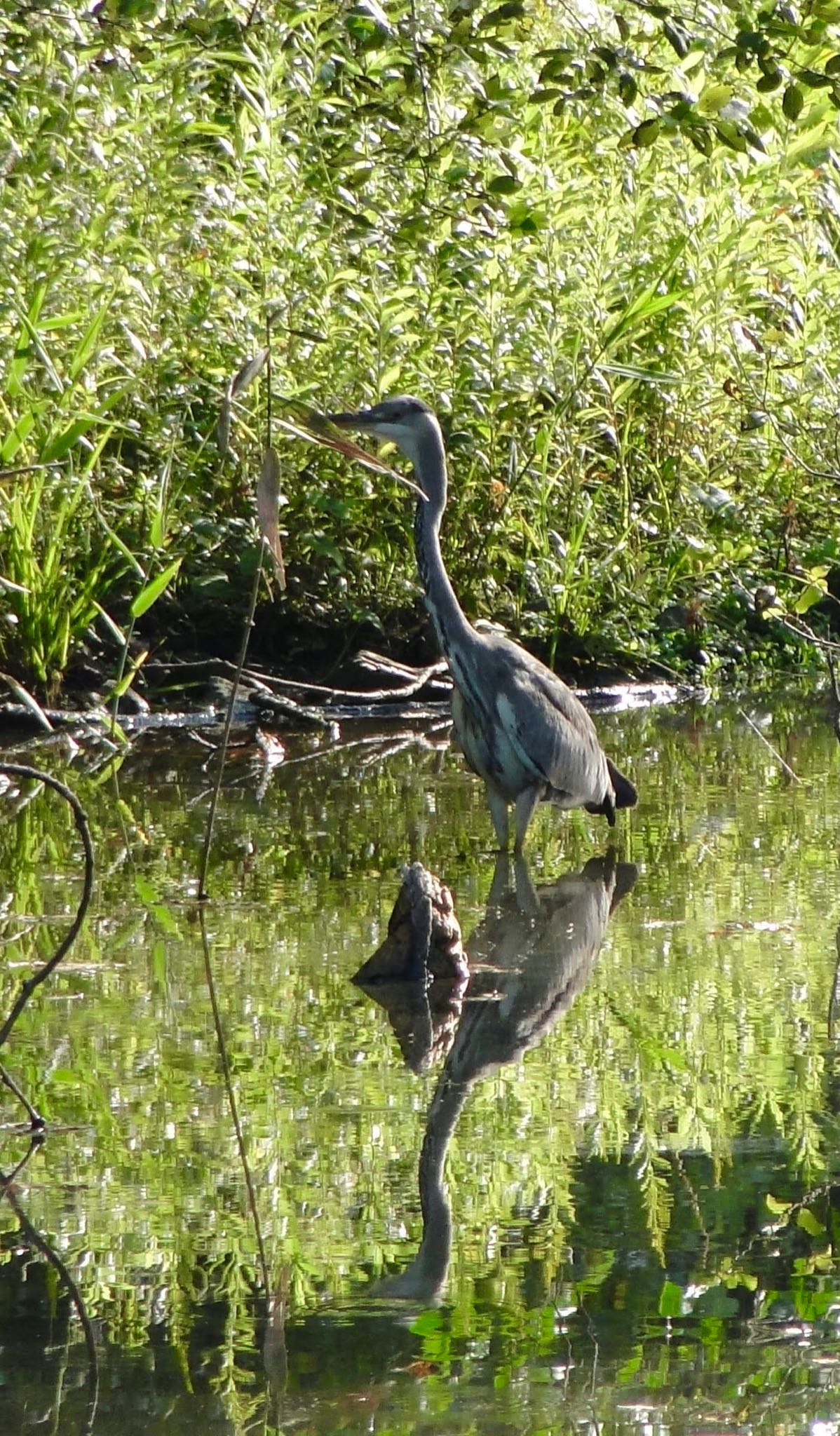 Photo of Great Blue Heron at Yatoyama Park by よっしー