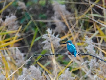 カワセミ 豊ヶ丘南公園(多摩市) 2021年12月7日(火)