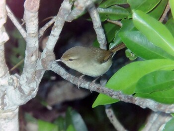 Japanese Bush Warbler Hahajima Island Tue, 11/5/1996