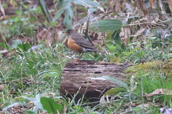 Brown-headed Thrush 長野県 Sun, 5/28/2017