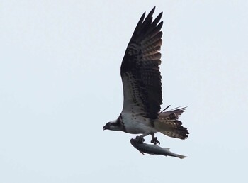 2021年12月7日(火) ふなばし三番瀬海浜公園の野鳥観察記録