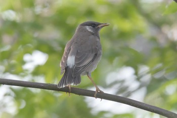 2017年5月28日(日) 滋賀県びわこ地球市民の森の野鳥観察記録