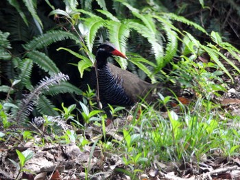 Fri, 5/26/2017 Birding report at やんばる学びの森