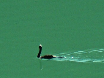 カワウ 丹沢湖 2021年11月20日(土)