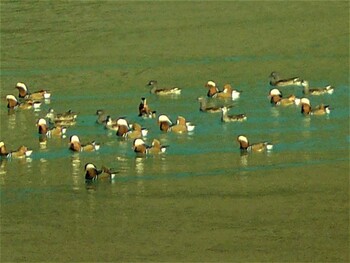 2021年11月20日(土) 丹沢湖の野鳥観察記録