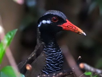 Okinawa Rail やんばる学びの森 Fri, 5/26/2017