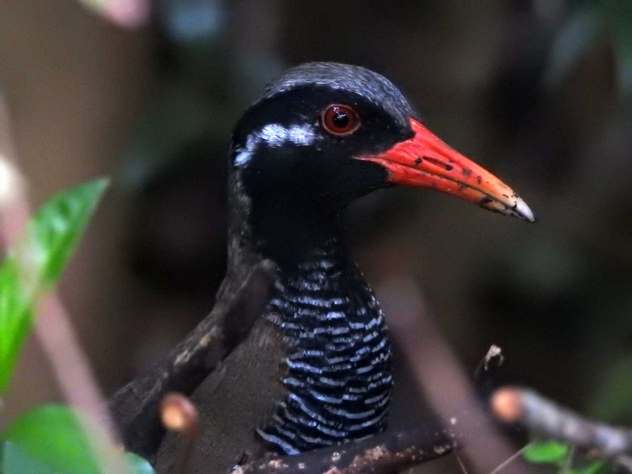 Photo of Okinawa Rail at やんばる学びの森 by 結城