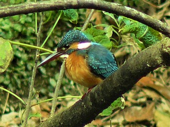 Sun, 11/21/2021 Birding report at 衣笠山公園