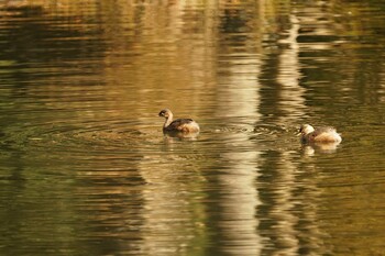 Little Grebe Rakuzan Park Tue, 12/7/2021