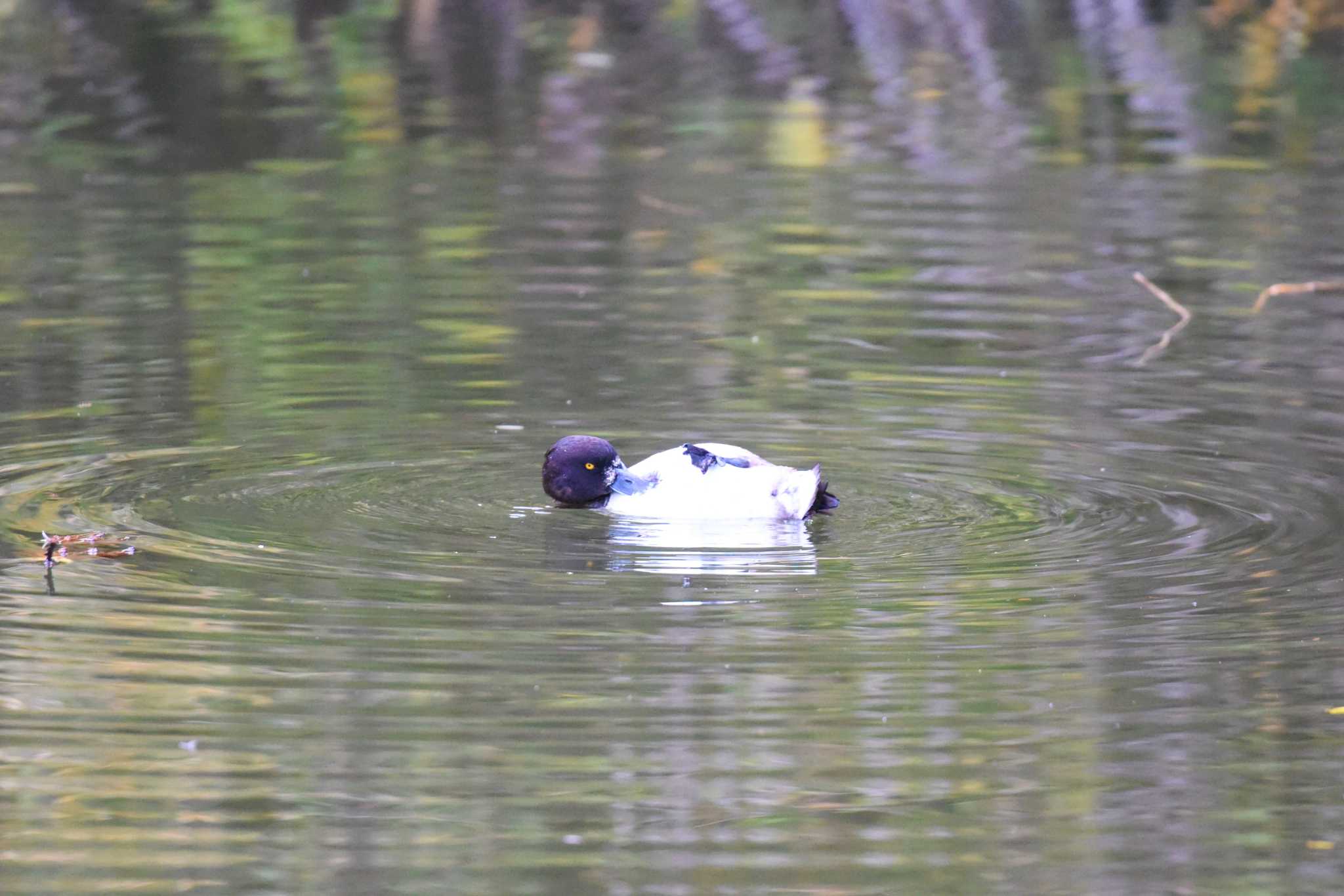 Photo of Tufted Duck at Aobayama Park by もちもちもっち～@ニッポン城めぐり中