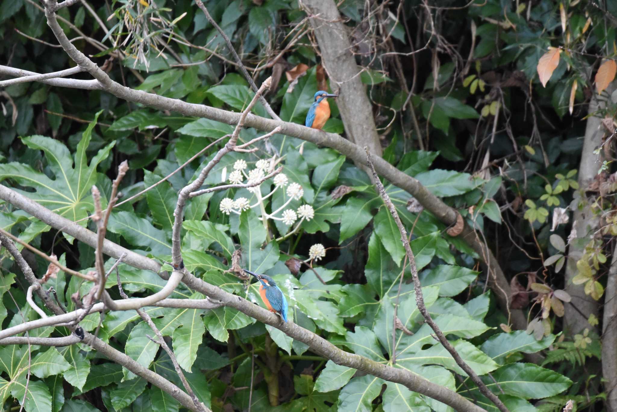 Photo of Common Kingfisher at Aobayama Park by もちもちもっち～@ニッポン城めぐり中