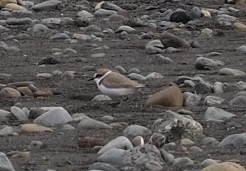 Kentish Plover 安倍川河口 Sun, 12/5/2021