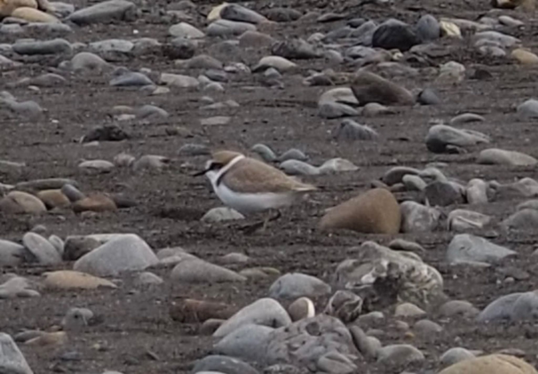 Photo of Kentish Plover at 安倍川河口 by km