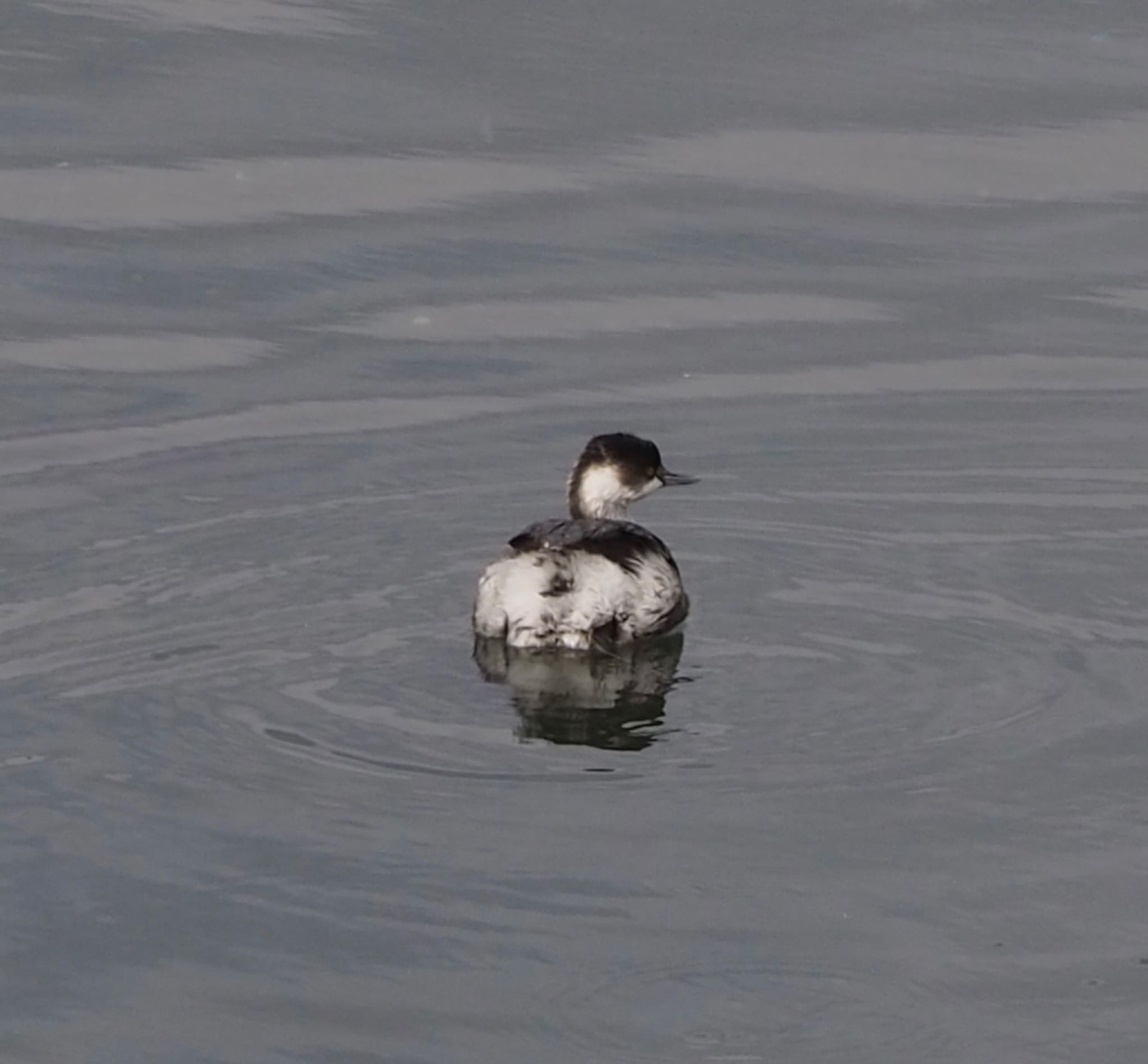 Black-necked Grebe