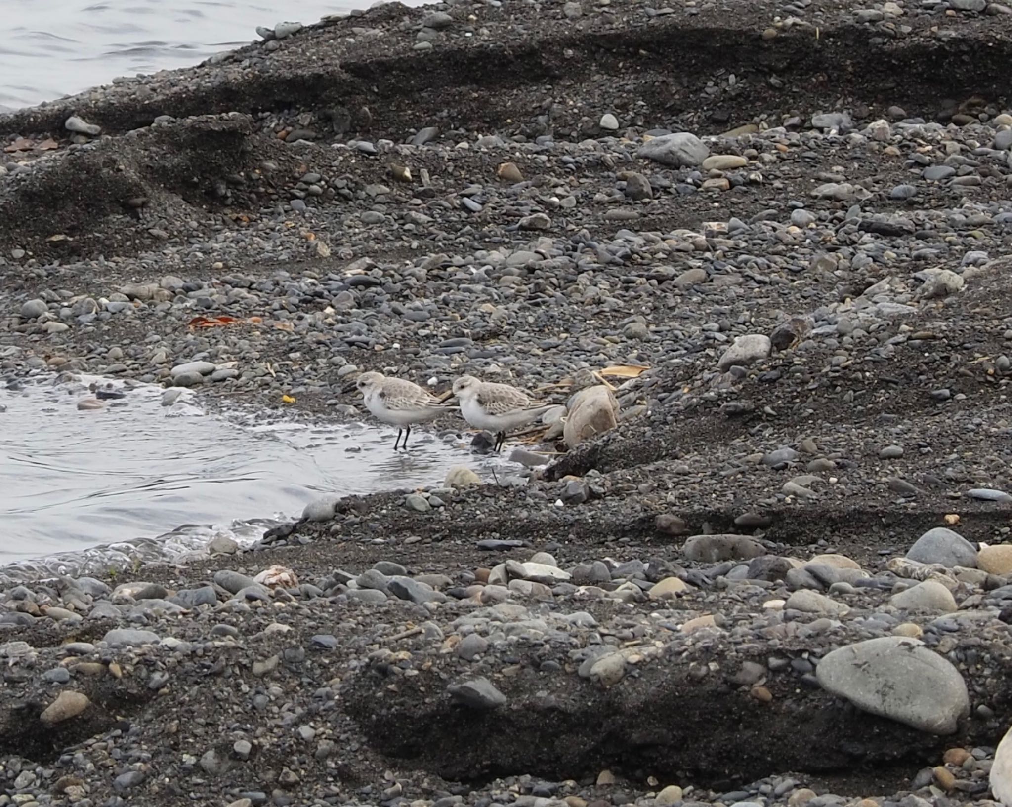 Sanderling