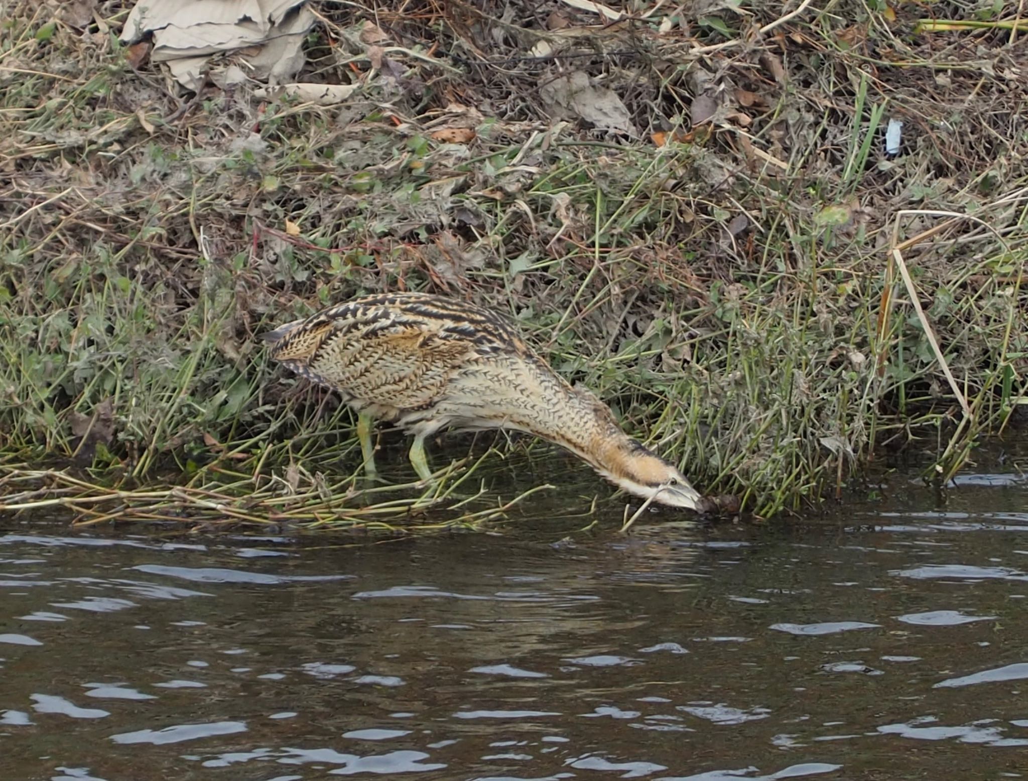 Eurasian Bittern