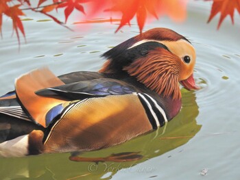 Mandarin Duck 高松の池 Fri, 11/3/2017