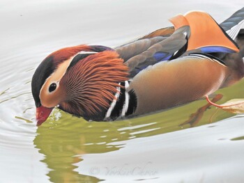 Mandarin Duck 高松の池 Fri, 11/3/2017