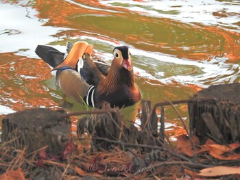 Mandarin Duck 高松の池 Fri, 11/3/2017