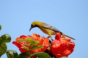 ムナグロムクドリモドキ Puerto Los Cabos (Mexico) 2017年5月6日(土)