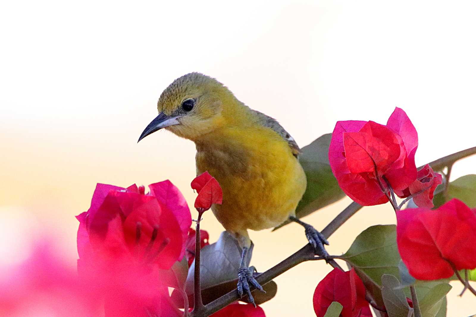 Photo of Hooded Oriole at Puerto Los Cabos (Mexico) by とみやん