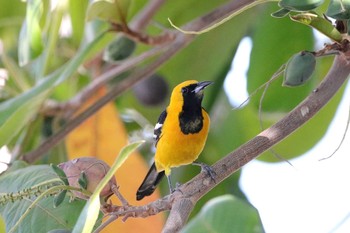 ムナグロムクドリモドキ Puerto Los Cabos (Mexico) 2017年5月6日(土)