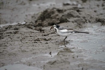 2021年12月8日(水) 飯梨川河口(島根県安来市)の野鳥観察記録