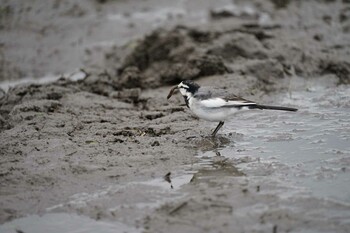 Wed, 12/8/2021 Birding report at 飯梨川河口(島根県安来市)