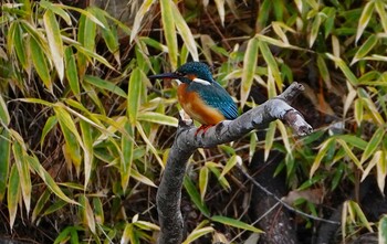 Wed, 12/8/2021 Birding report at 城北公園