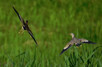 Yellow Bittern 大久保農耕地 Mon, 5/29/2017