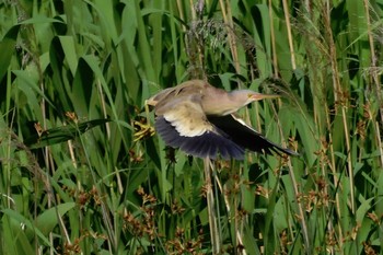 Yellow Bittern 大久保農耕地 Mon, 5/29/2017