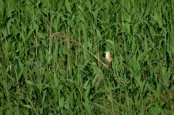 Yellow Bittern 大久保農耕地 Mon, 5/29/2017