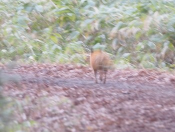 未同定 場所が不明 2021年12月8日(水)