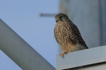 2021年12月5日(日) 八尾市の野鳥観察記録