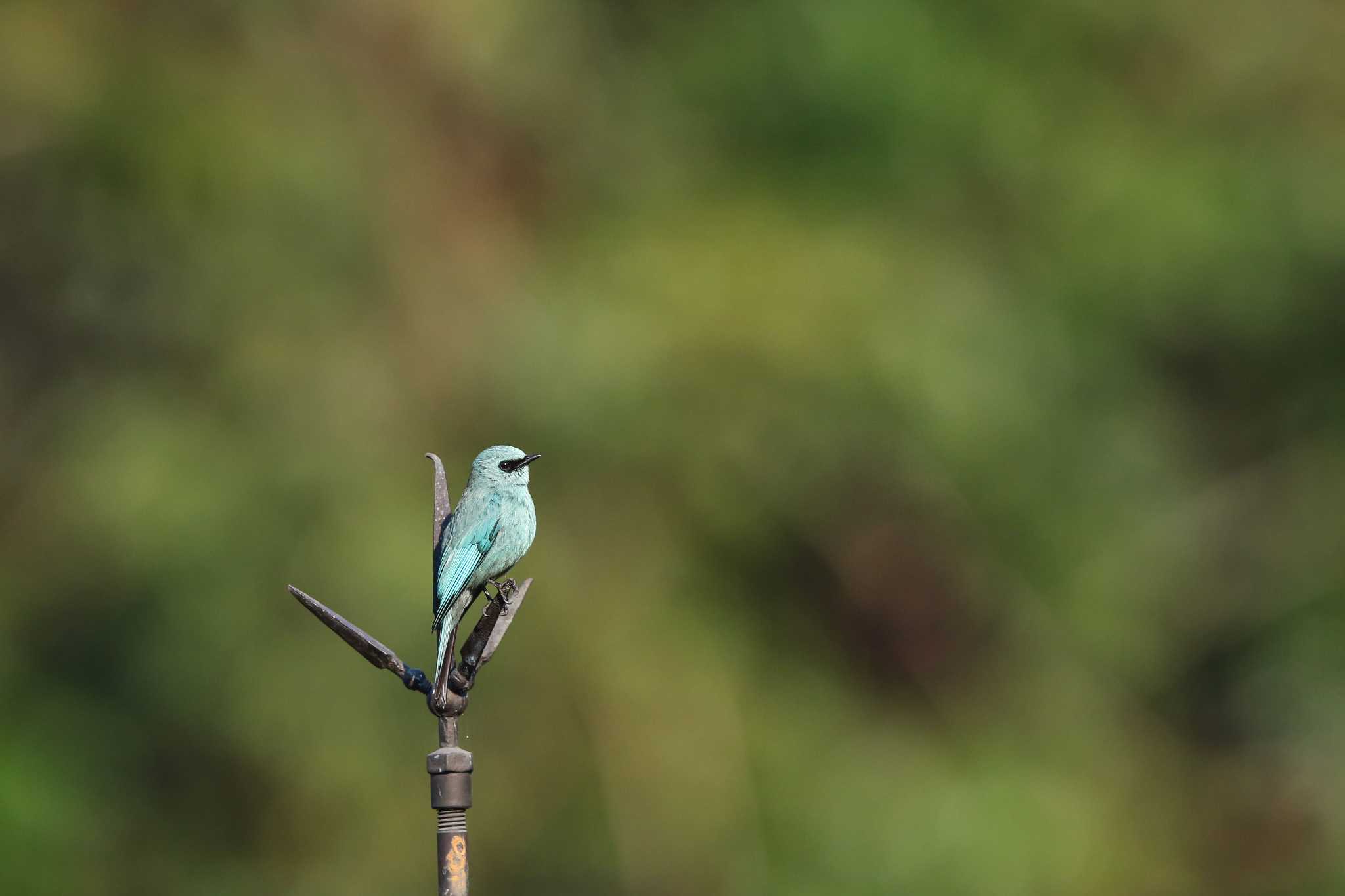 Angkhang Nature Resort ロクショウヒタキの写真 by Trio