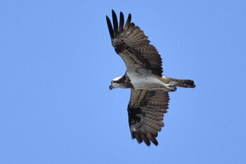 2021年10月8日(金) 大磯照ヶ崎海岸の野鳥観察記録